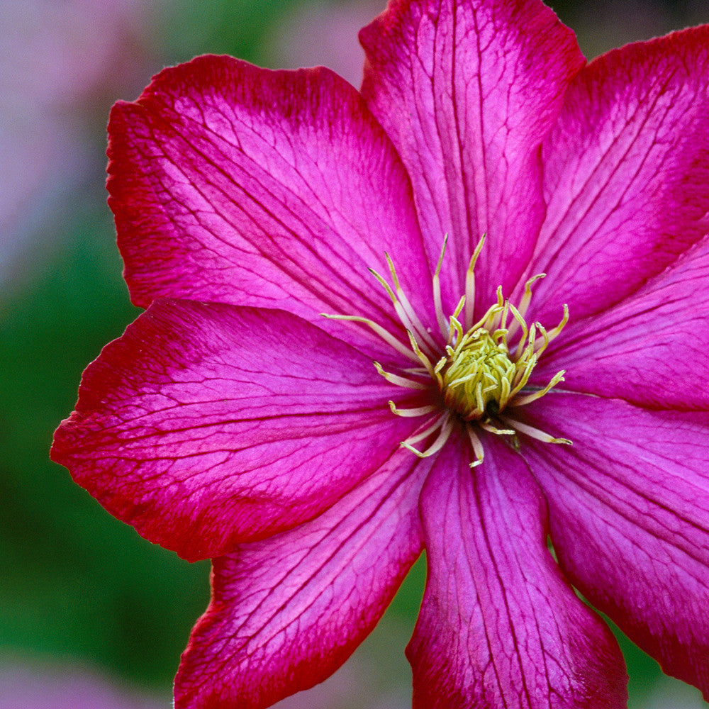 Sarah Raven Plants Clematis Ville de Lyon Pflanze 2L rot