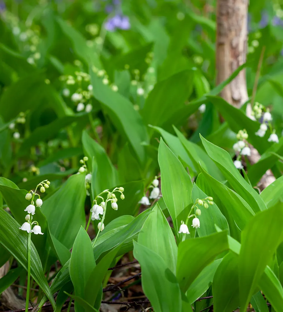 Sarah Raven Bulbs Convallaria majalis Blumenzwiebeln 20 Pips Duftsorte