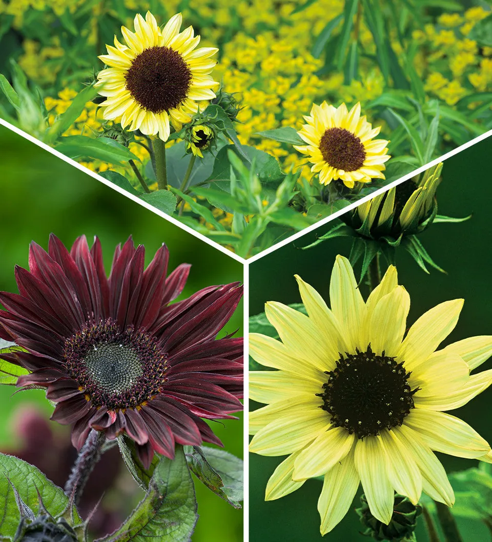 Sarah Raven Sonnenblumen Samen Kollektion 3 Tüten