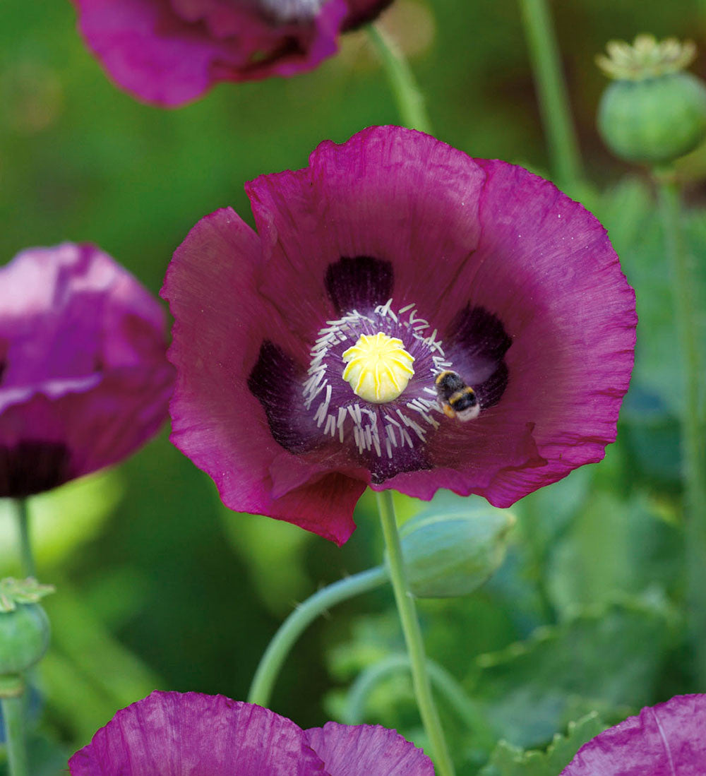 Sarah Raven Seeds Cottage Garden Mohn Samen 500 Mix