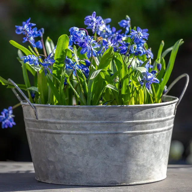 Sarah Raven Bulbs Scilla siberica Blumenzwiebeln 20 Stück blau