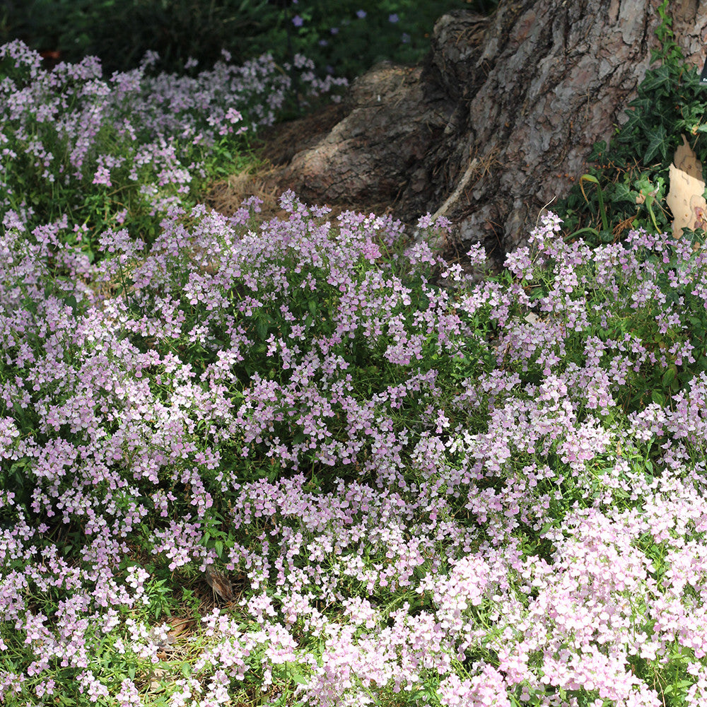 Sarah Raven Nemesia Confetti Balkonpflanze 3x9cm duftend