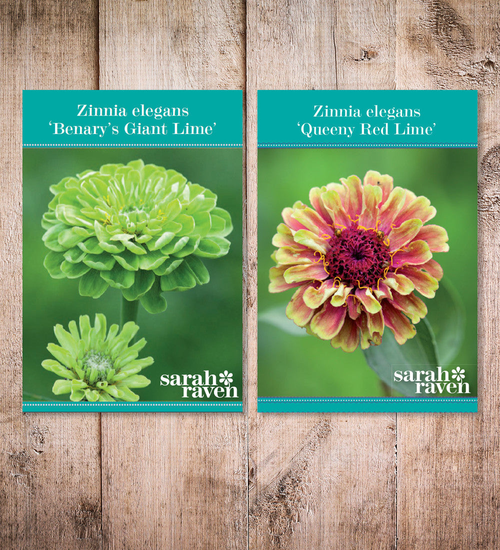 Sarah Raven Plants Cranberry Lime Zinnia Collection 12x9 cm