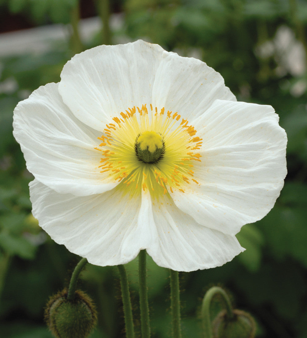 Sarah Raven Plants Papaver Champagne Bubbles Mix Islandmohn 6x 9cm