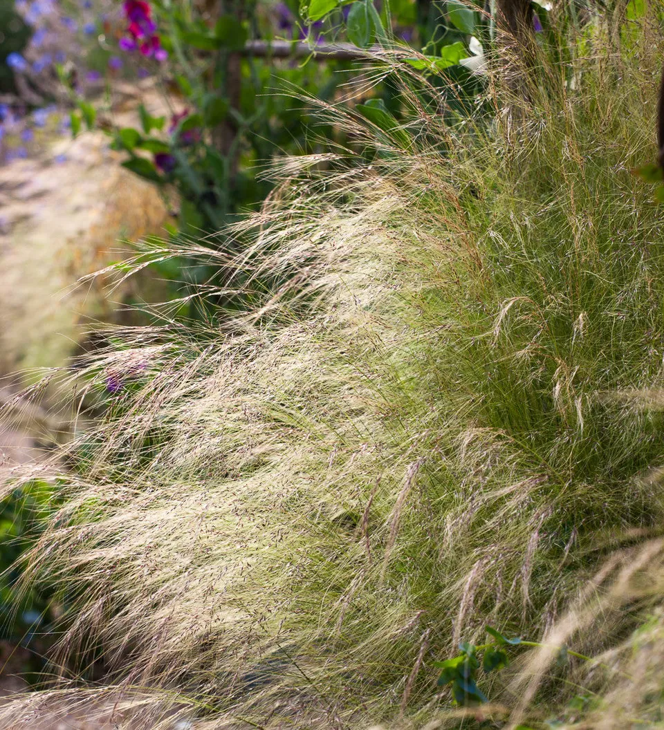 Sarah Raven Plants Stipa tenuissima Pony Tails Ziergras 3 Stk