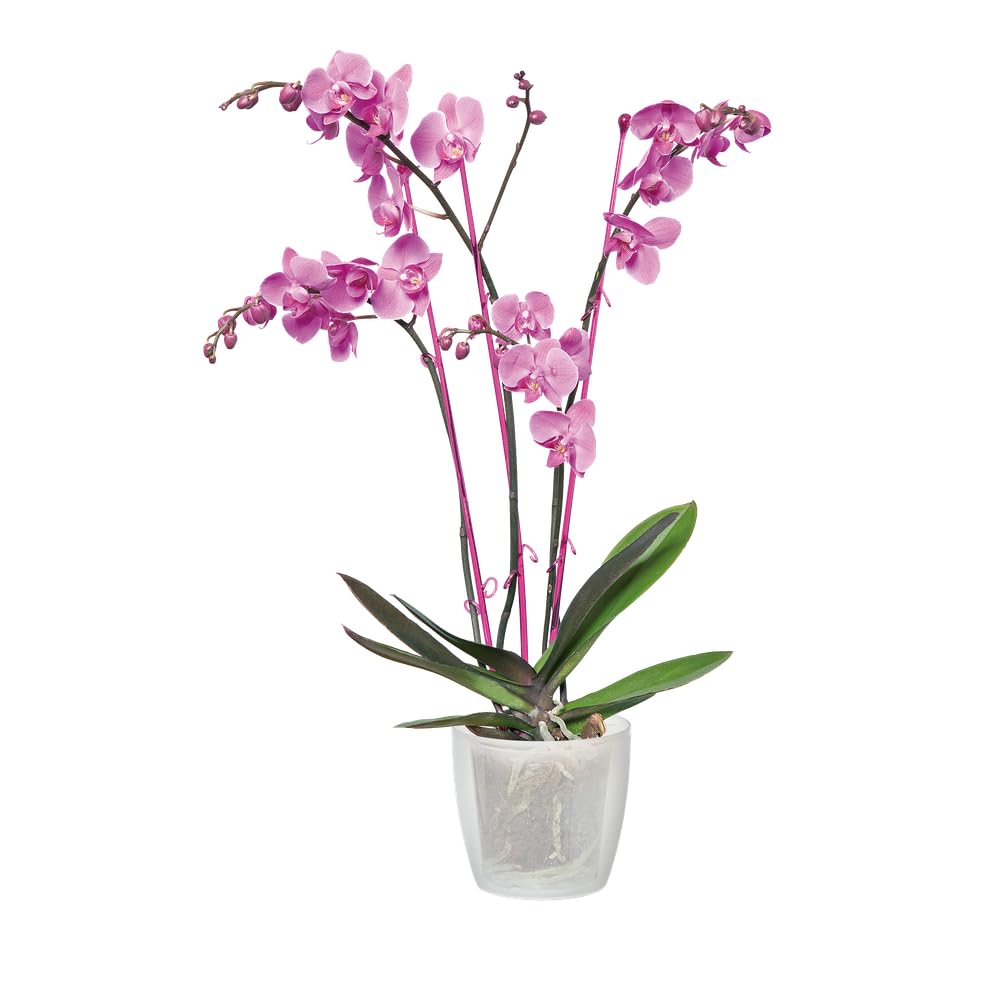 elho Brussels Orchideentopf 12,5 cm Transparent für innen