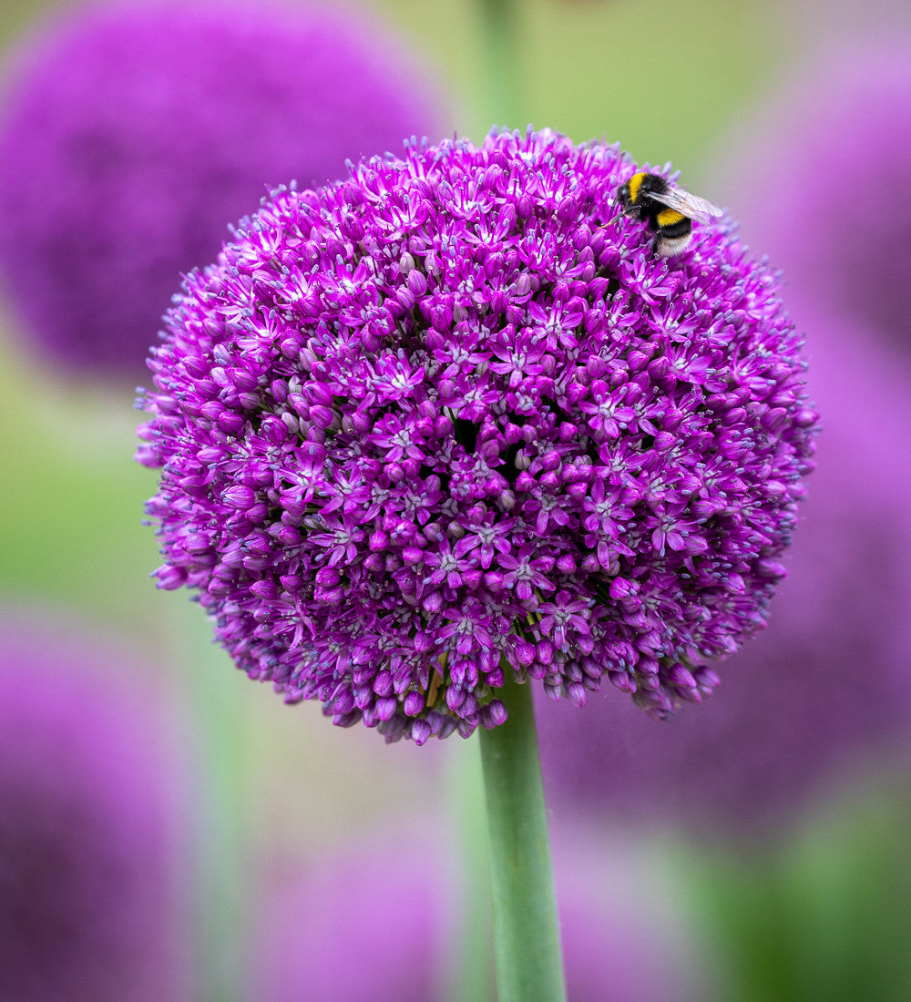 Sarah Raven Bulbs Allium Ambassador Zierlauch 3 Zwiebeln lila
