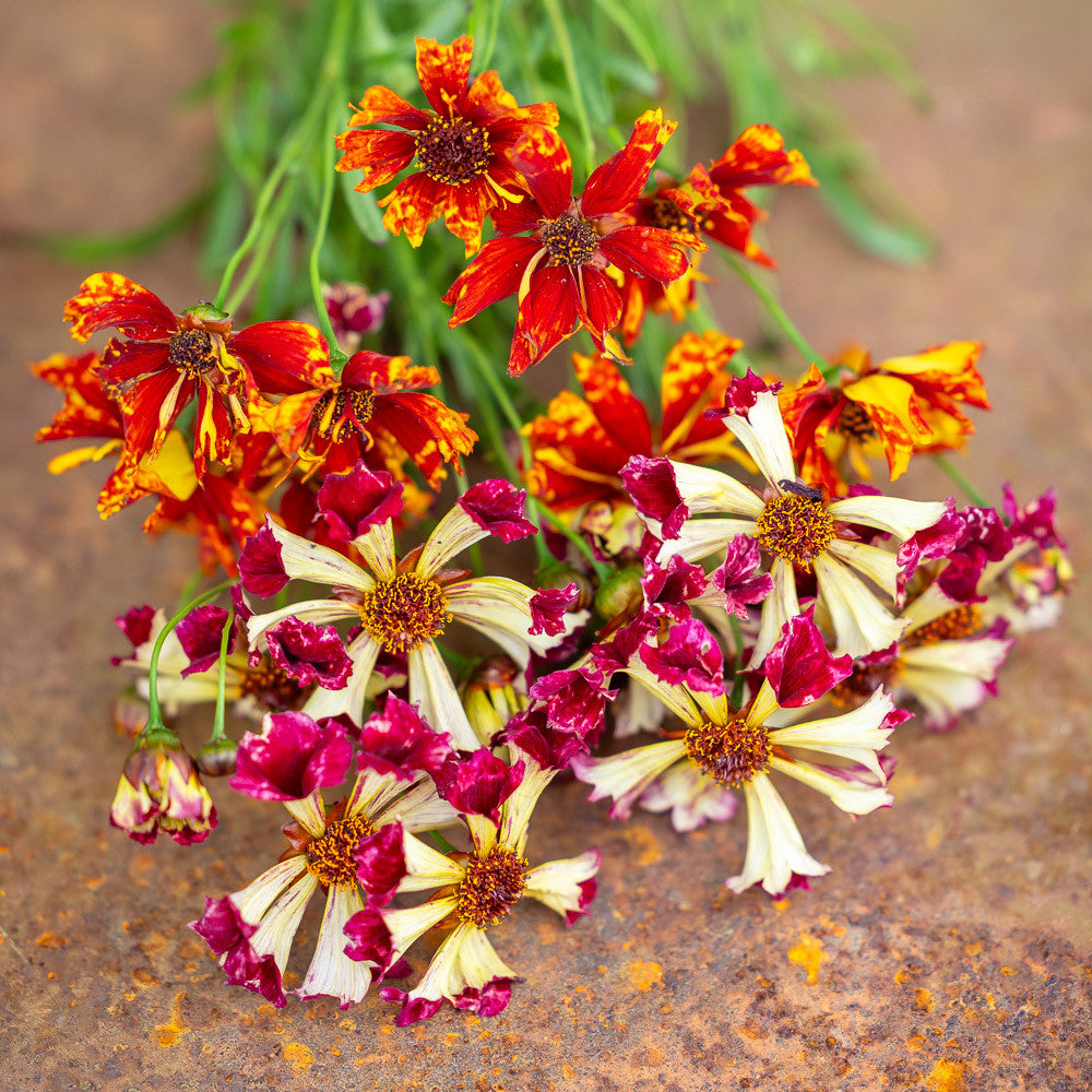 Sarah Raven Seeds Coreopsis Sea Shells Mix Samen 200 Korn Schnittblume