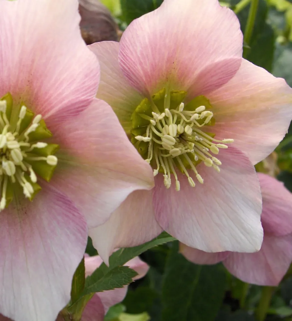 Sarah Raven Helleborus Pretty Ellen Pink Pflanze 2L hellrosa