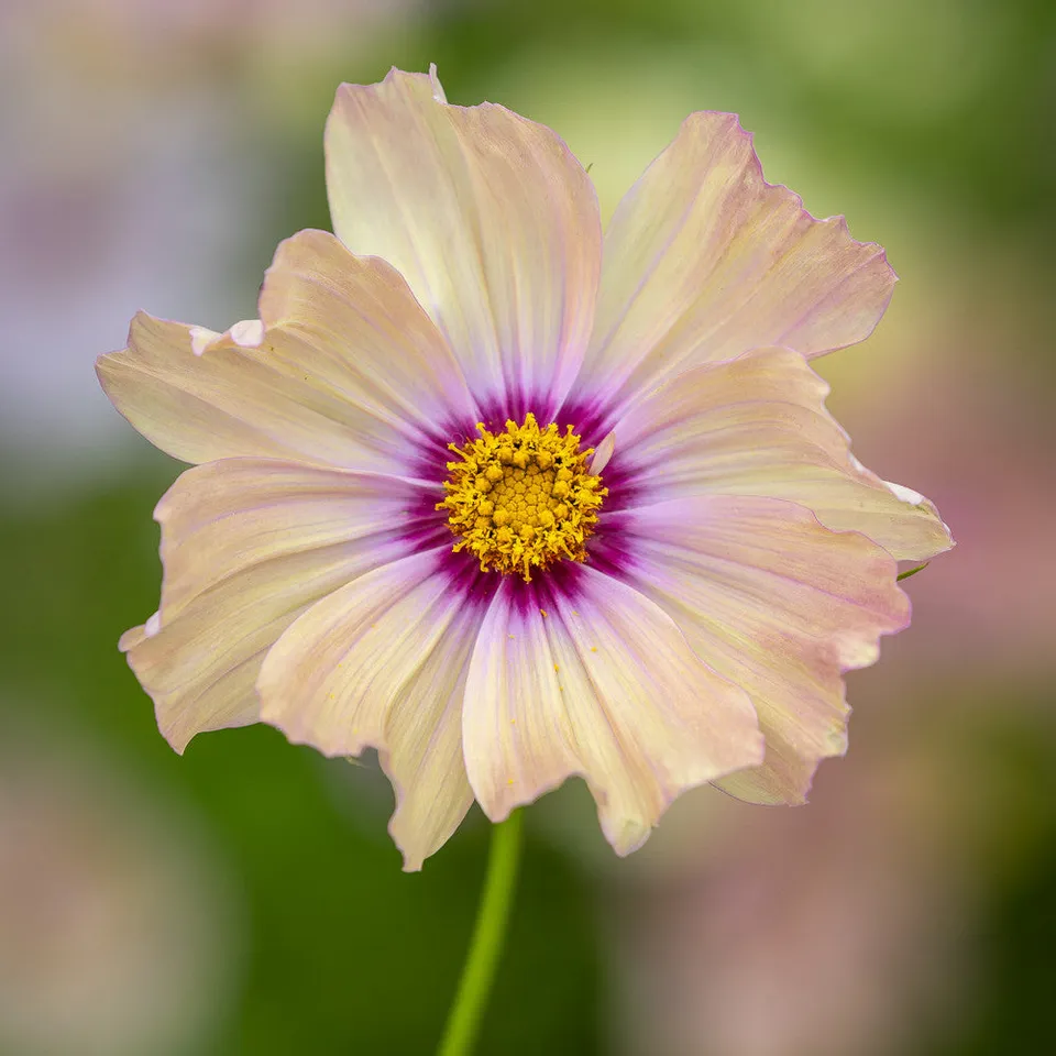 Sarah Raven Plants Cosmos Apricotta Schmuckkörbchen Samen 30