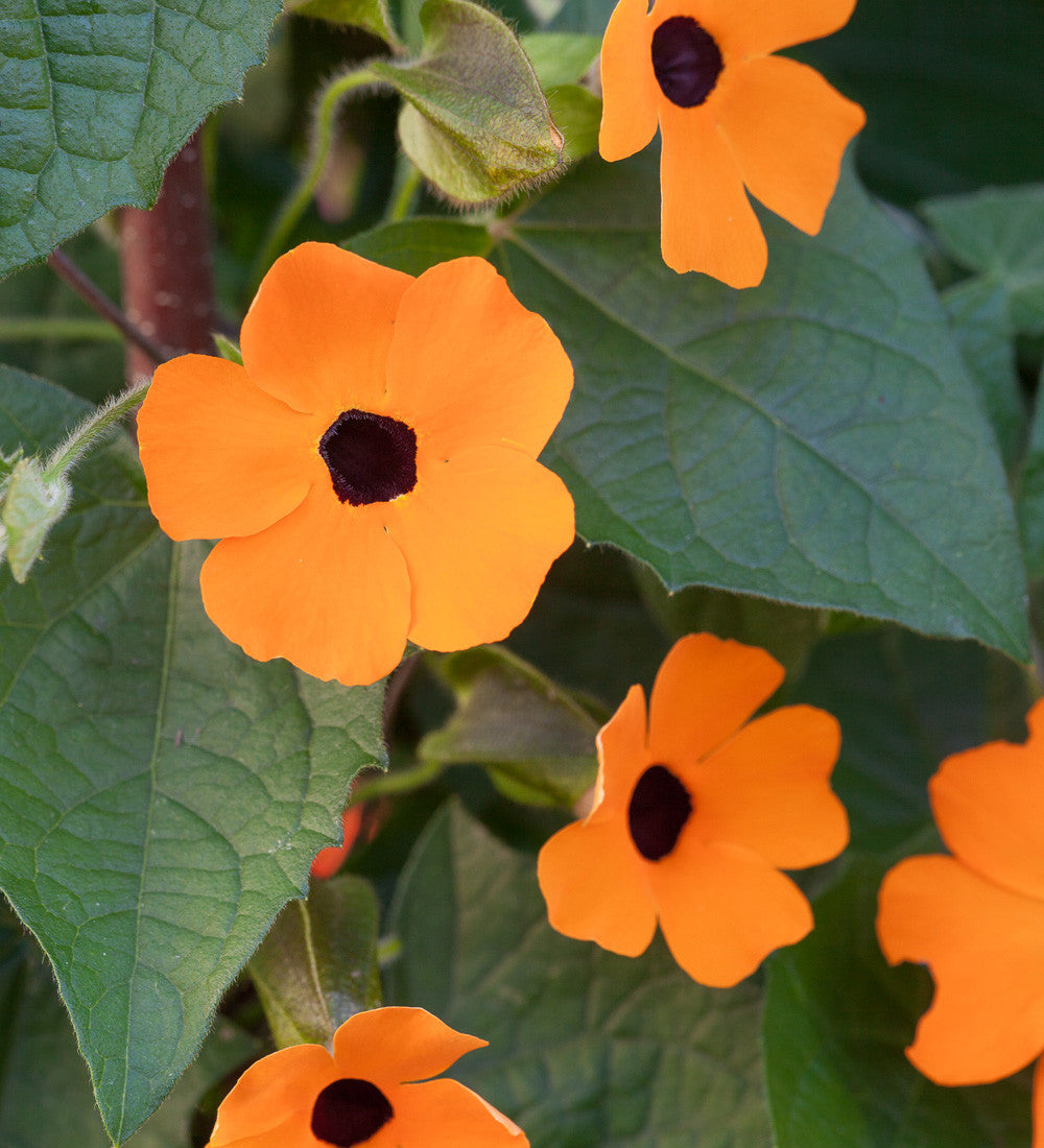 Sarah Raven Seeds Thunbergia alata Superstar Orange Samen 15 Stück