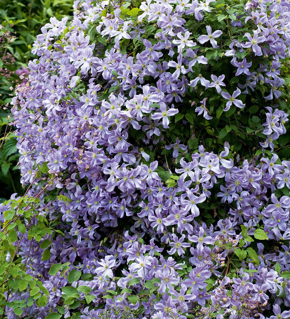 Sarah Raven Prince Charles Clematis Kletterpflanze 2L hellblau