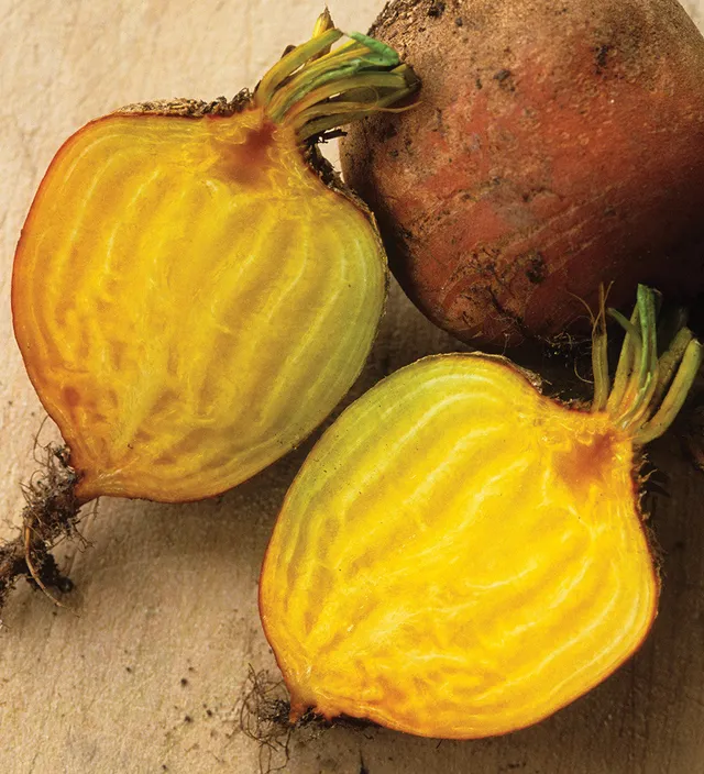 Sarah Raven Beetroot Burpees Golden Rote Bete Gelb 125 Samen