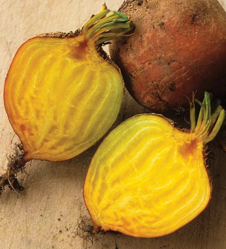 Sarah Raven Beetroot Burpees Golden Rote Bete Gelb 125 Samen