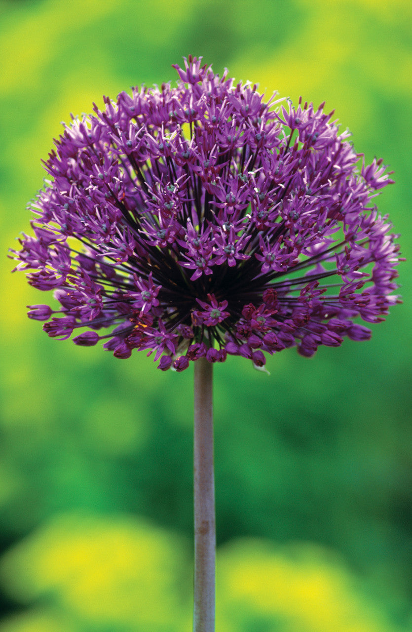 Sarah Raven Bulbs Zierlauch Collection Zwiebeln 30 Stk lila Mix