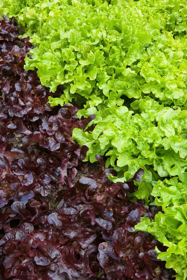 Sarah Raven Seeds Oak Leaf Collection Salatsamen 2x500 Korn ertragreich