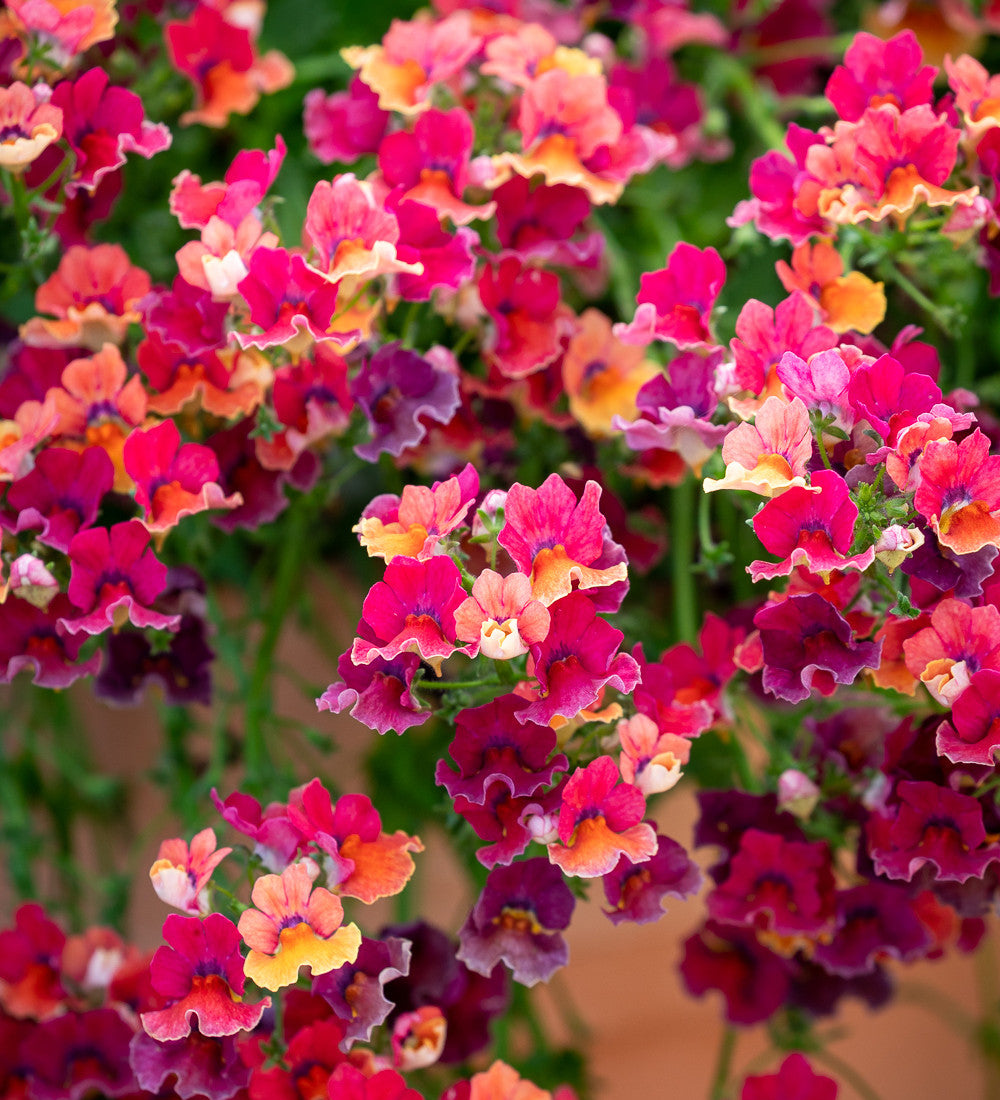Sarah Raven Plants Nemesie Nesia Tropical 3x 9cm Topf