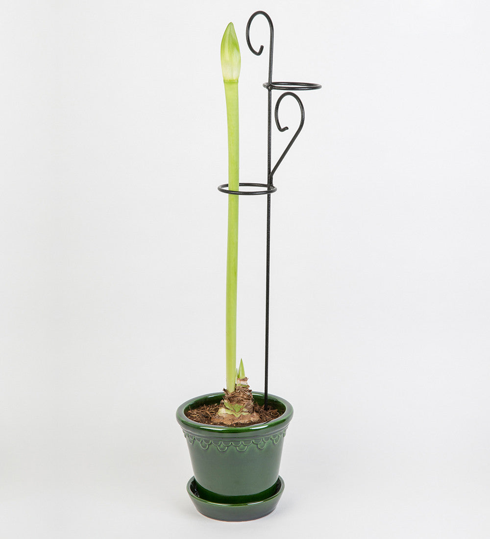 Sarah Raven Amaryllis Rankhilfe Pflanzenstütze 60 cm