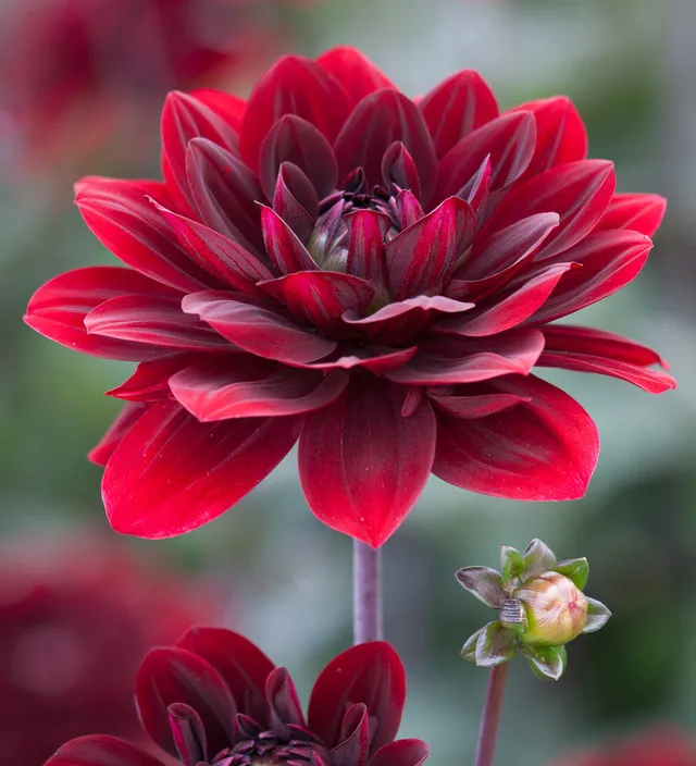 Sarah Raven Bulbs Dahlia After Dusk Dahlienknollen 1 Knolle dunkelrot