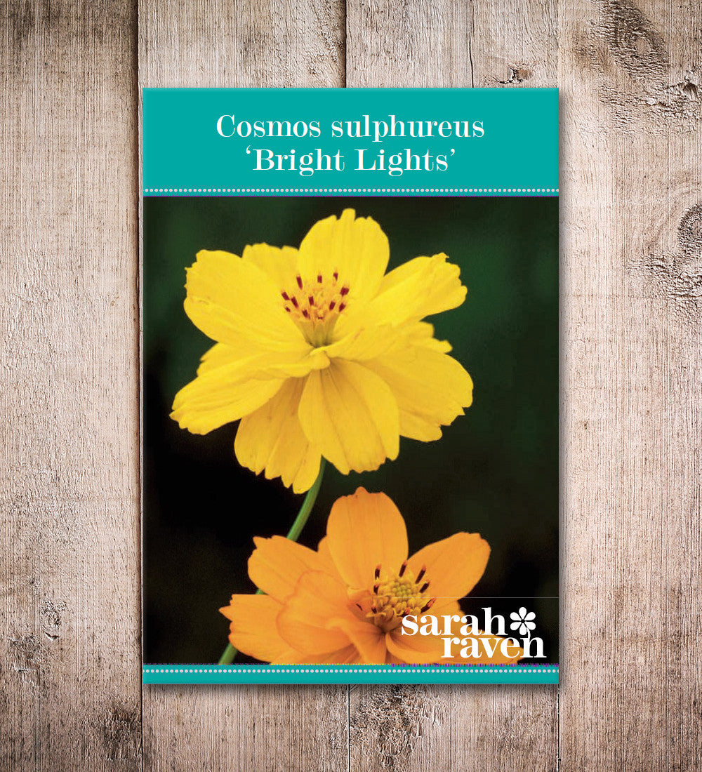 Sarah Raven Cosmos Bright Lights Samen 100 Samen orange