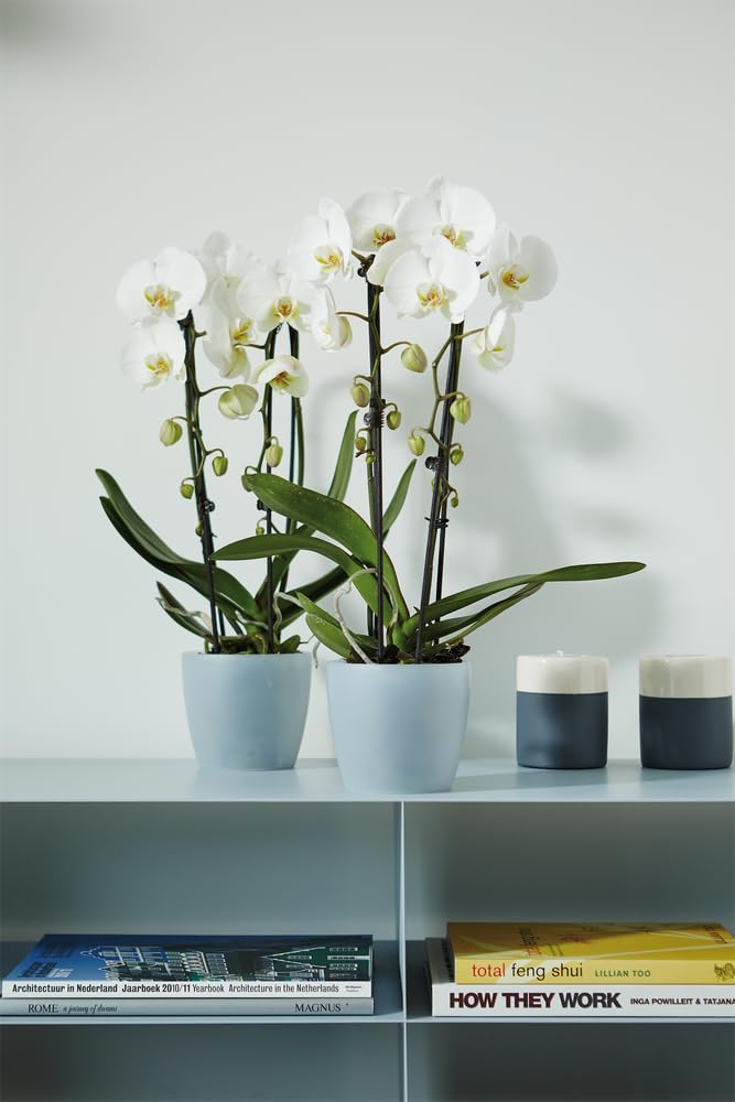 elho Brussels Orchideentopf 12,5 cm Transparent für innen