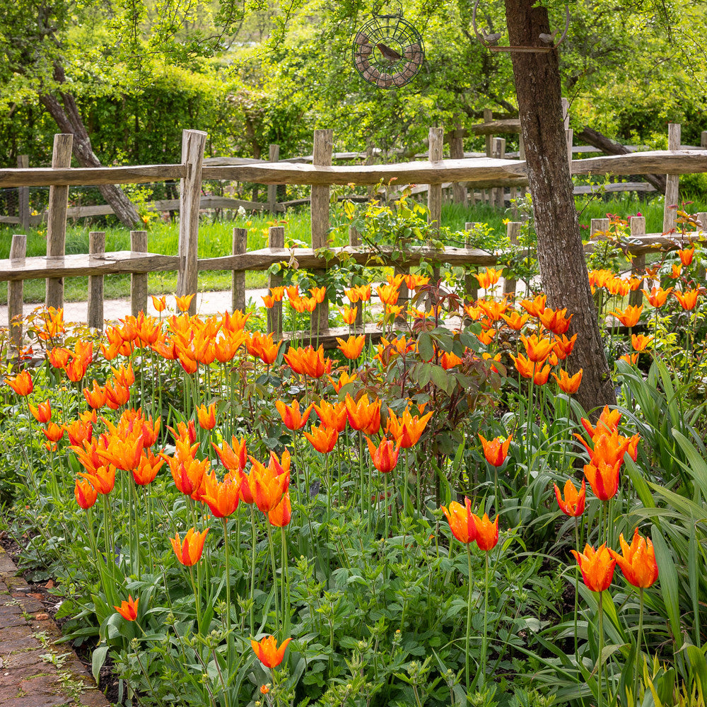 Sarah Raven Bulbs Tulpe Ballerina Blumenzwiebeln 10 Stück orange