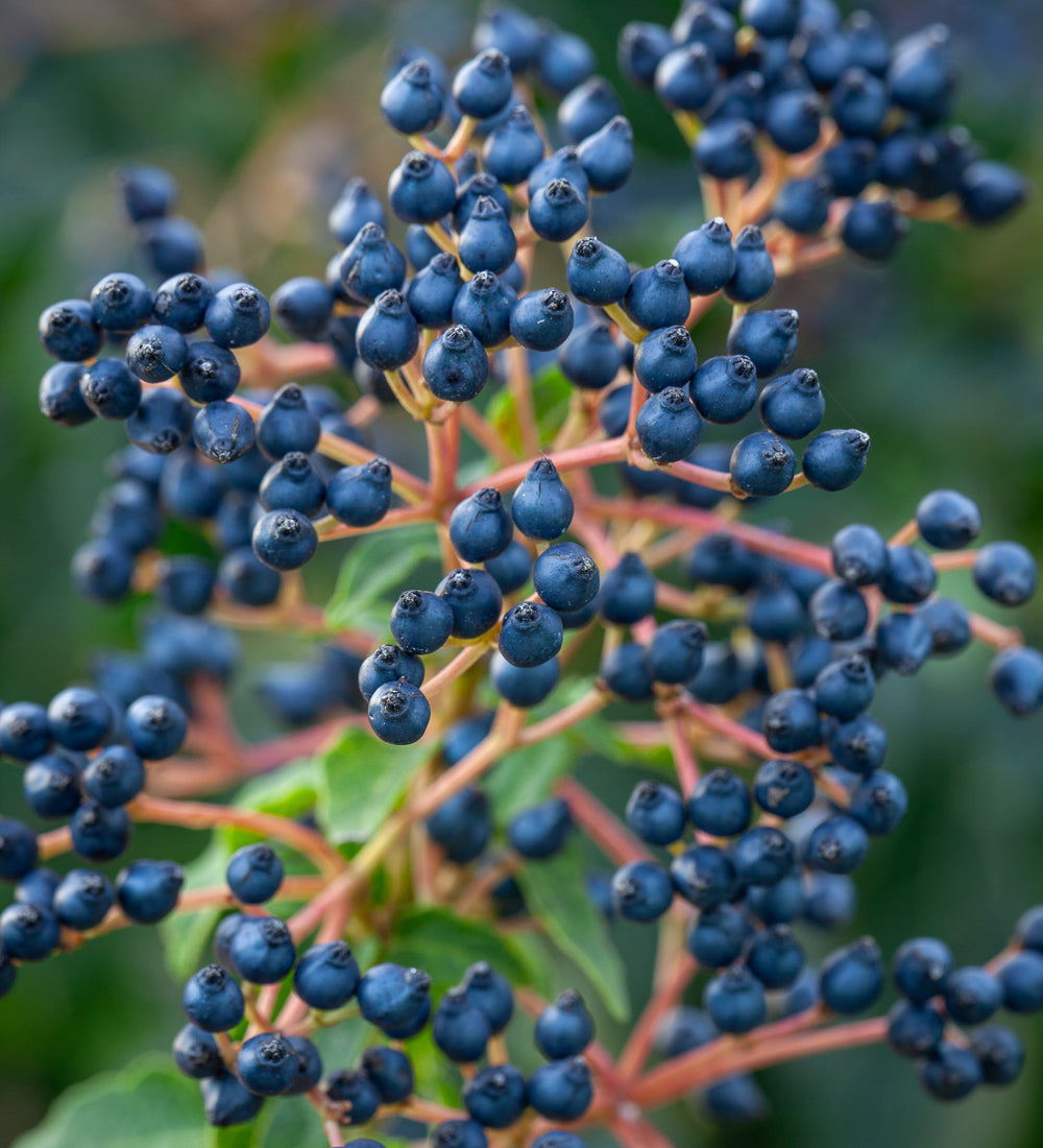 Sarah Raven Plants Viburnum tinus Strauch 1x2L Topf immergrün