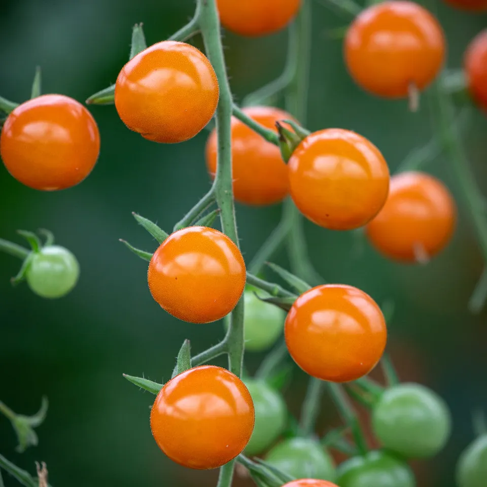 Sarah Raven Seeds Tomate Honeycomb F1 Samen 10 Samen süß