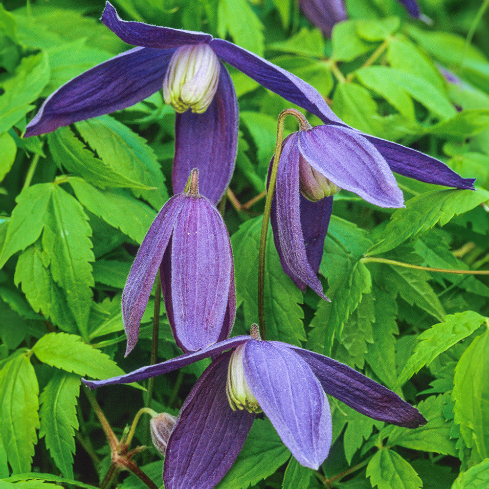 Sarah Raven Plants Clematis alpina Pamela Jackman Pflanze 2L Topf lila