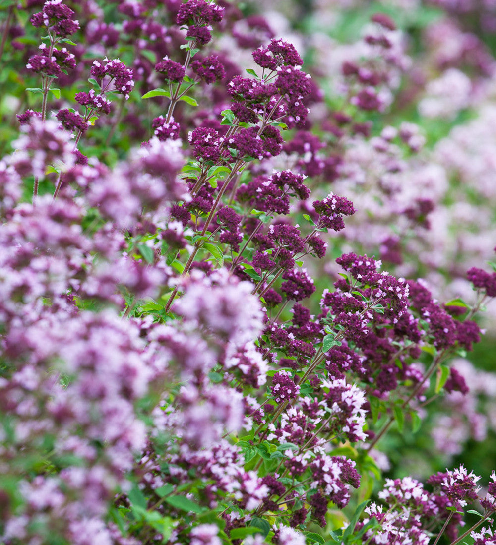 Sarah Raven Seeds Wild Marjoram Origanum vulgare Samen 500 Samen bienenfreundlich