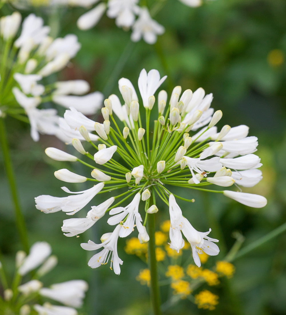 Sarah Raven Plants Agapanthus White Heaven Schmucklilie 2L Topf