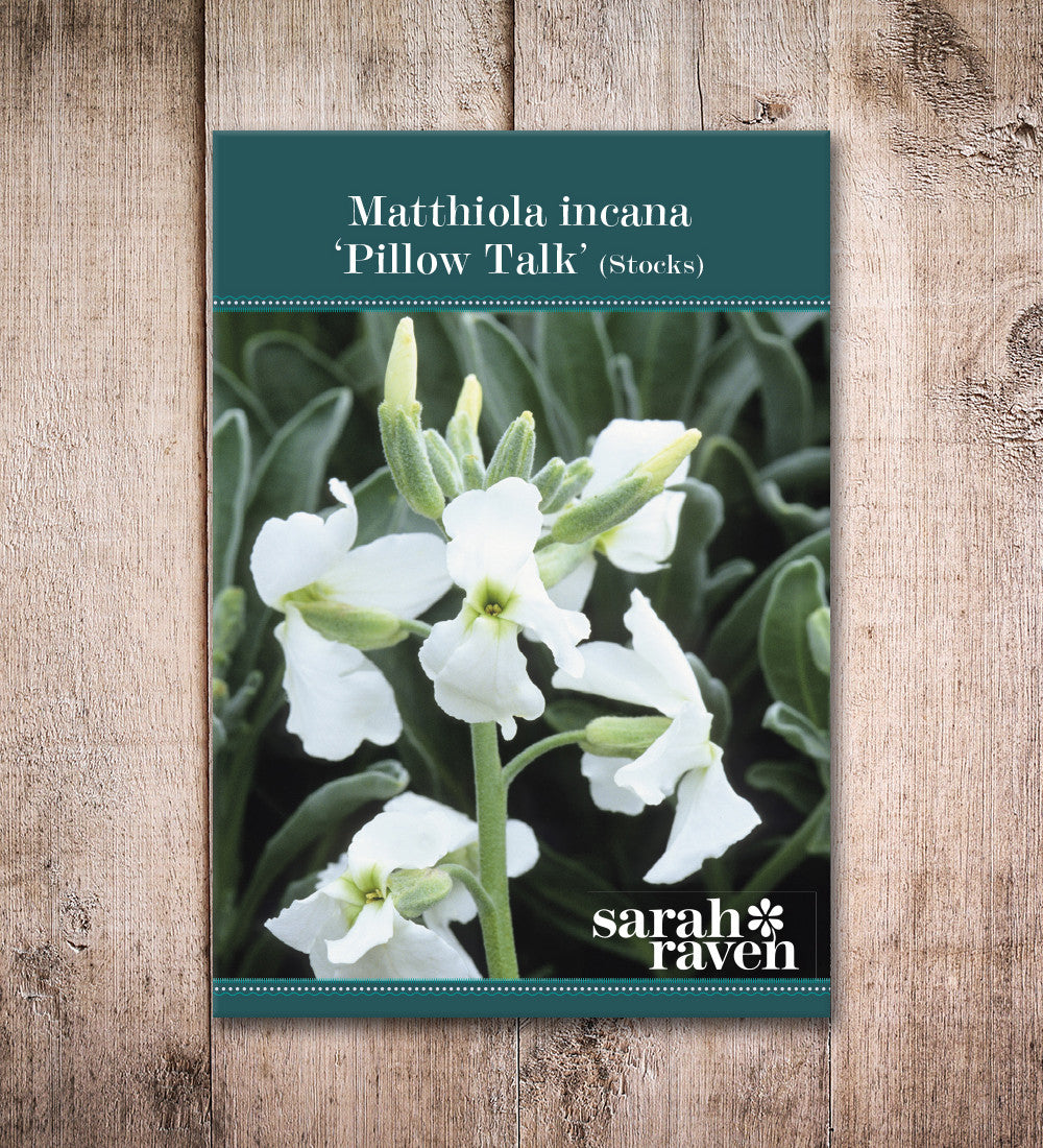 Sarah Raven Plants Matthiola Pillow Talk Levkoje 3x9cm duftend