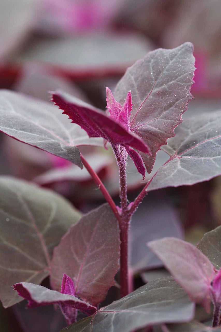 Sarah Raven Atriplex Gartenmelde Samen 200 Samen rot essbar