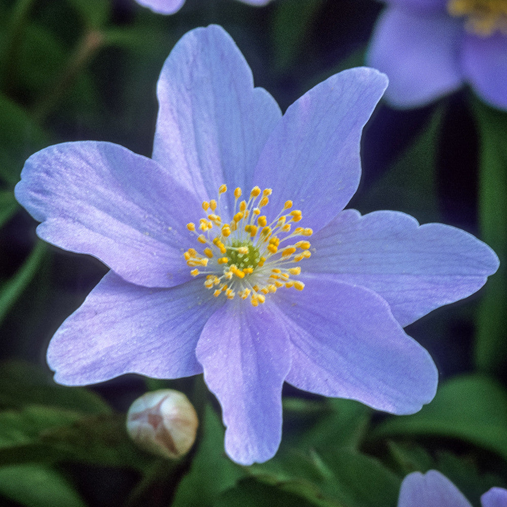 Sarah Raven Bulbs Anemone Robinsoniana Zwiebeln 10 Rhizome
