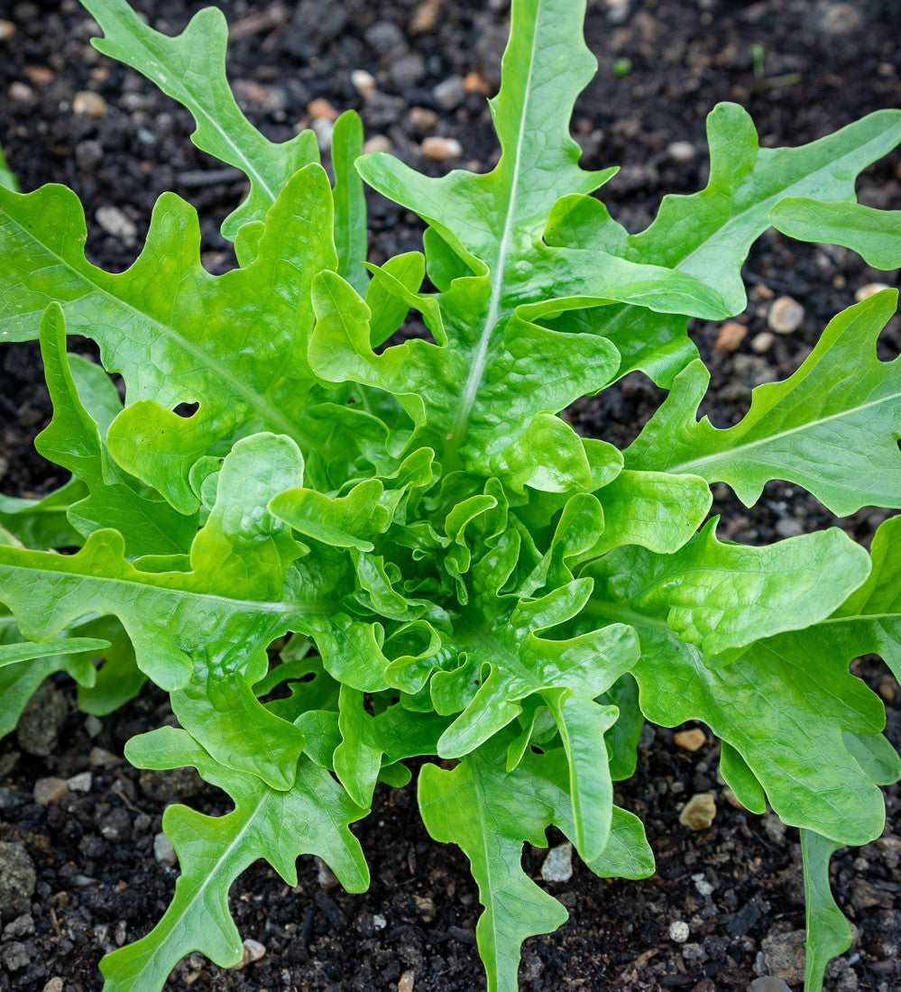 Sarah Raven Seeds Lettuce Cerbiatta Salatsamen 750 Samen Knackig