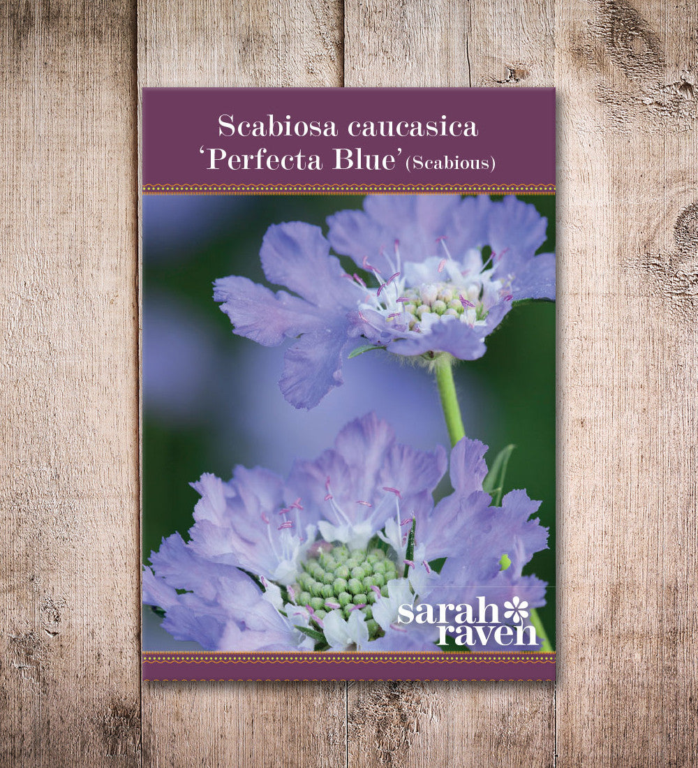 Sarah Raven Plants Scabiosa Perfecta Blue Pflanze 3x 9cm blau