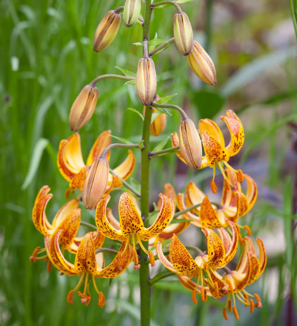 Sarah Raven Bulbs Lilium Sunny Morning Blumenzwiebeln 3 Stück Schatten