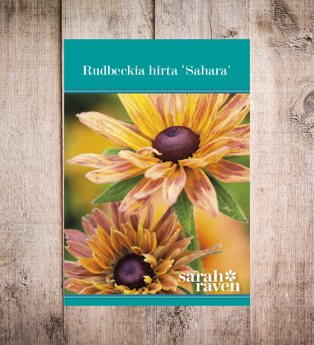 Sarah Raven Seeds Rudbeckia Sahara Mix Blumensamen 50 Samen Herbst