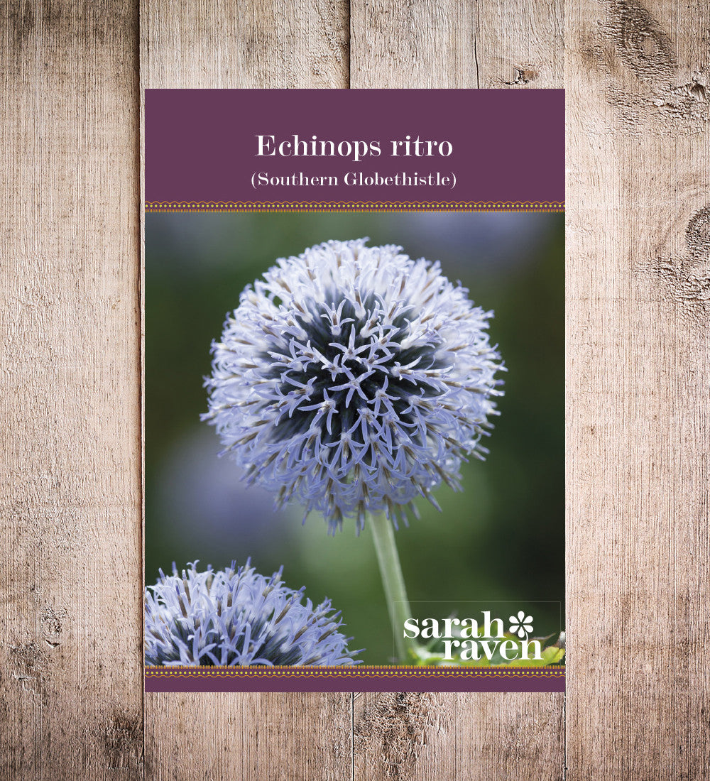 Sarah Raven Plants Echinops ritro Samen 65 Samen blau