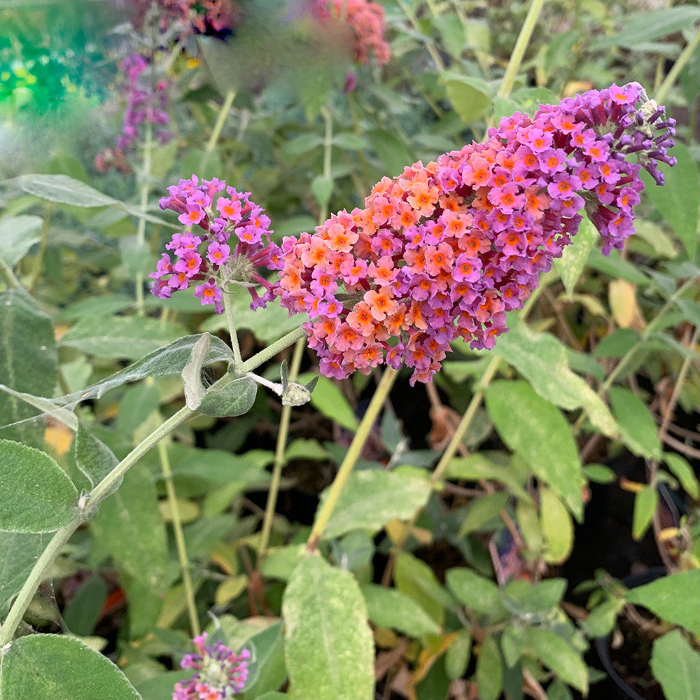 Sarah Raven Plants Buddleja Bicolor Sommerflieder 2L zweifarbig