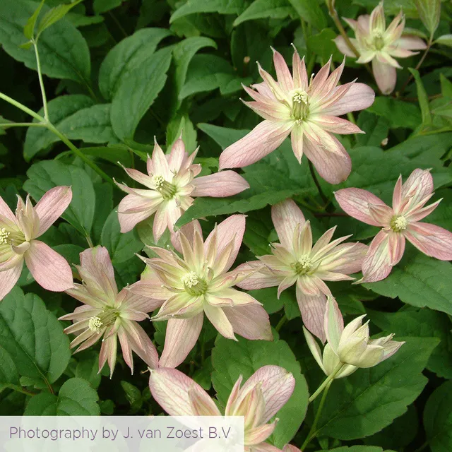Sarah Raven Plants Clematis Marjorie Kletterpflanze 2-L Topf rosa