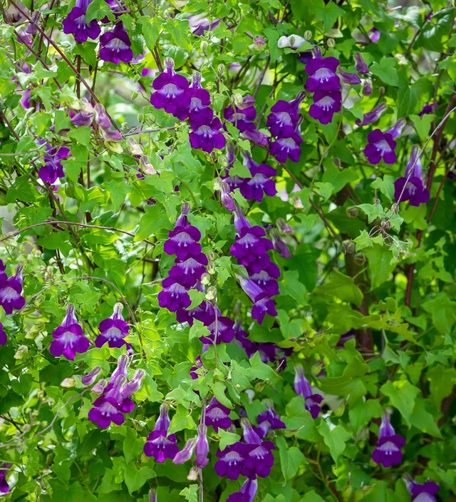 Sarah Raven Seeds Lophospermum Joan Loraine Samen 30 St