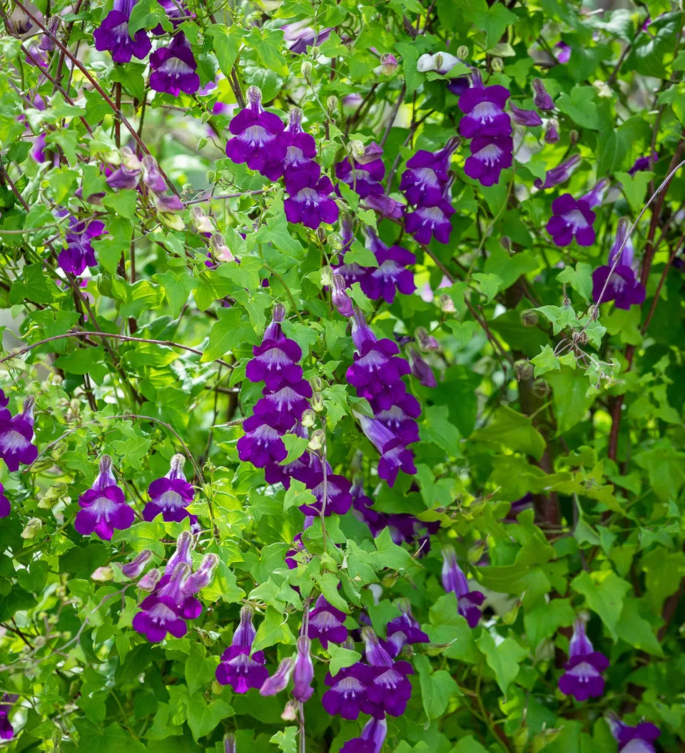 Sarah Raven Seeds Lophospermum Joan Loraine Samen 30 St