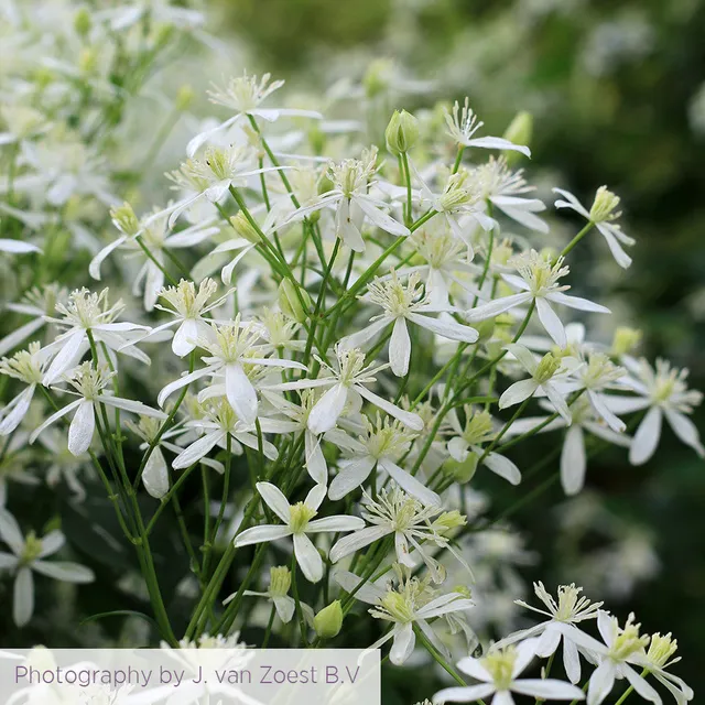 Sarah Raven Clematis terniflora Clematis 2-L-Topf cremeweiß
