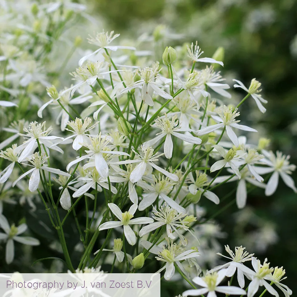 Sarah Raven Clematis terniflora Clematis 2-L-Topf cremeweiß