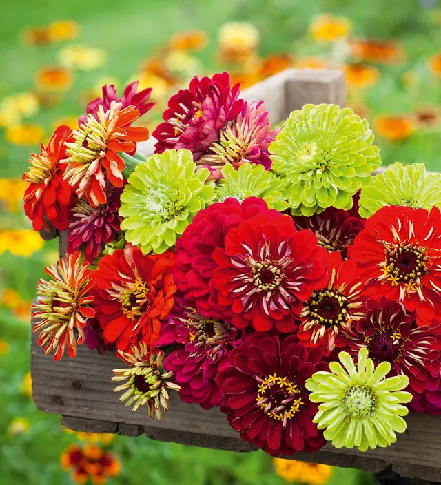 Sarah Raven Genoa Zinnia Mix Samen 30 Samen bunt