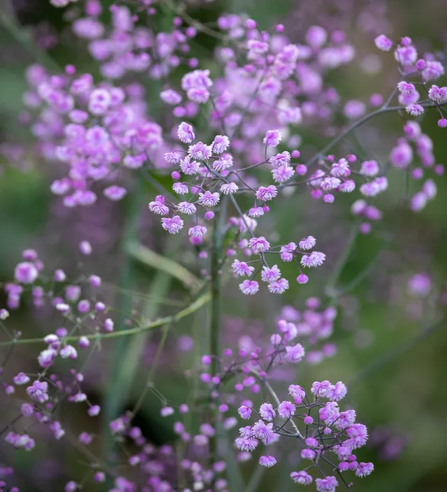 Sarah Raven Thalictrum Hewitt's Double Staude 3x 9cm lila