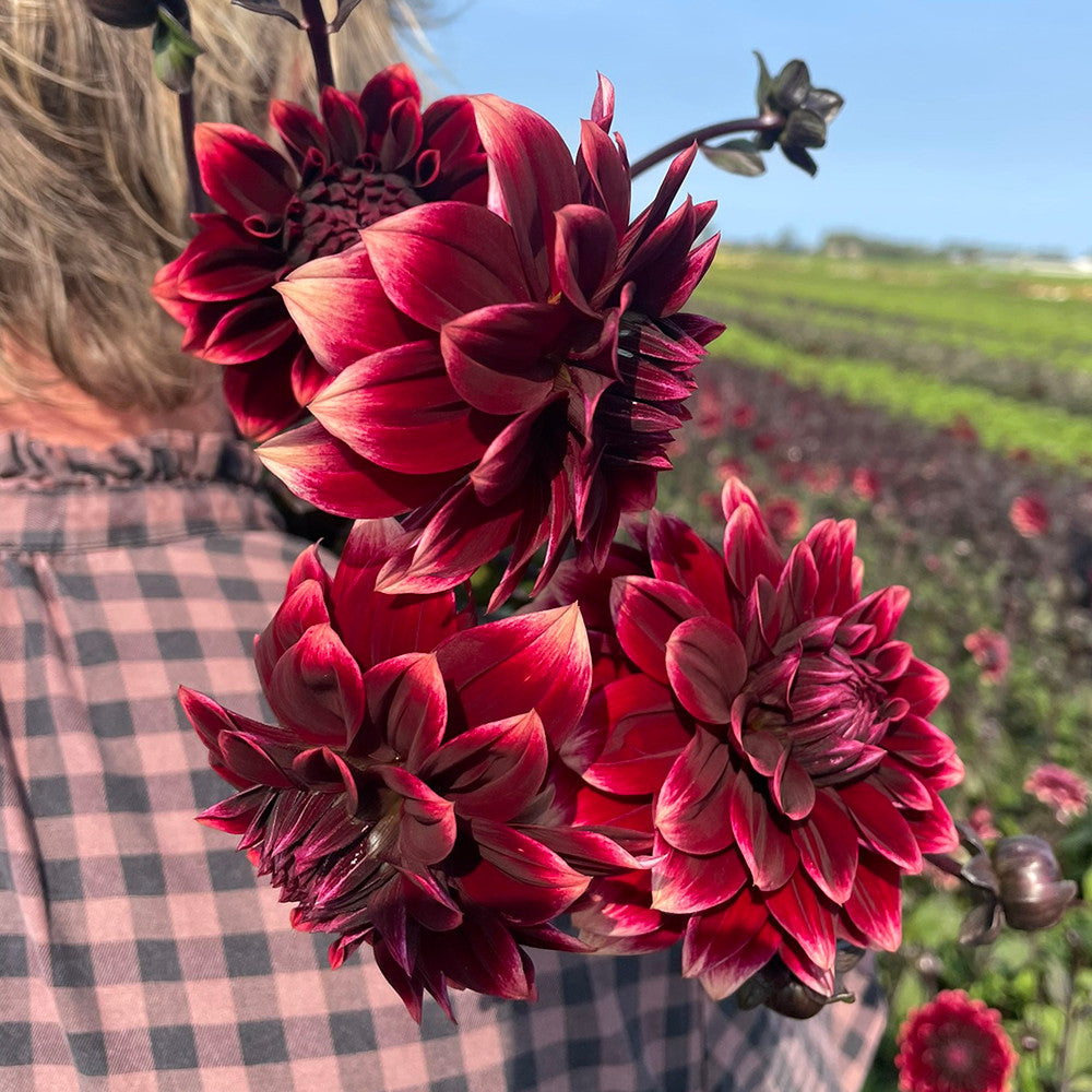 Sarah Raven Dahlia Sissinghurst Dahlienknolle dunkelrot