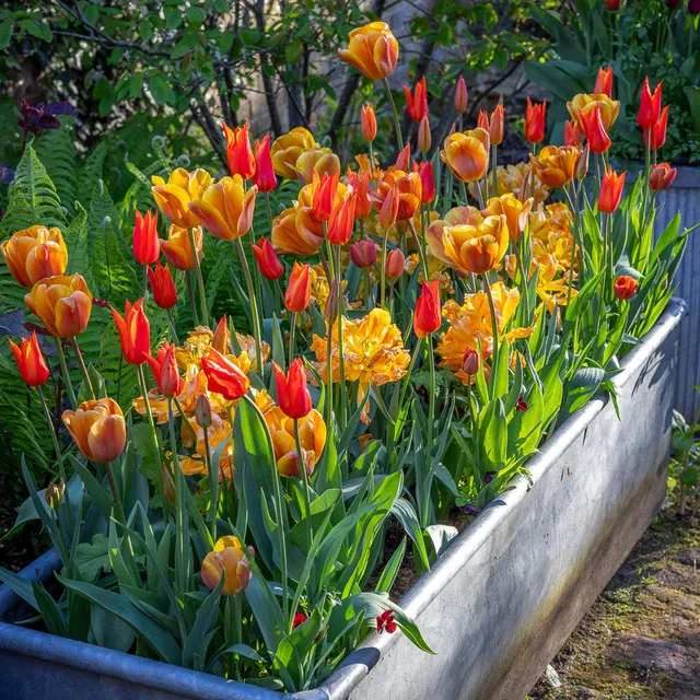Sarah Raven Bulbs Scented Tulip Collection Tulpen 40 Zwiebeln Duft