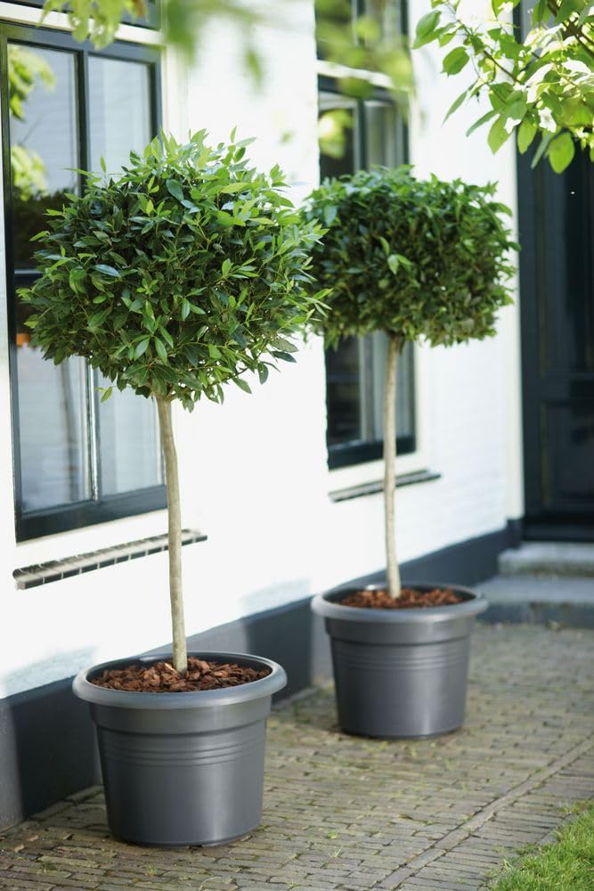 elho Green Basics Cilinder Blumentopf 55 cm Living Schwarz